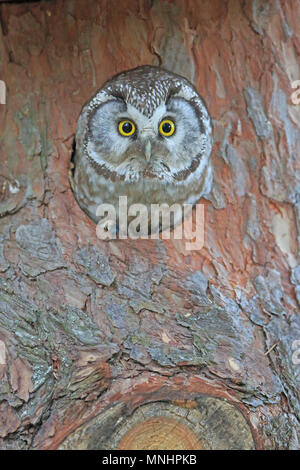 Tengmalm's Owl suchen aus einem Nest in Finnland Stockfoto