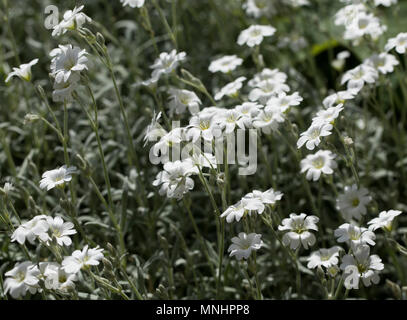 Cerastium tomentosum - Schnee-im-Sommer Stockfoto