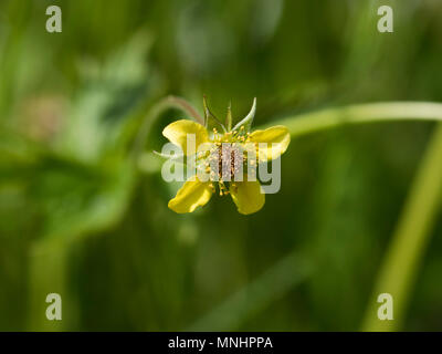 Ranunculus repens - kriechende Hahnenfuß Blume Stockfoto
