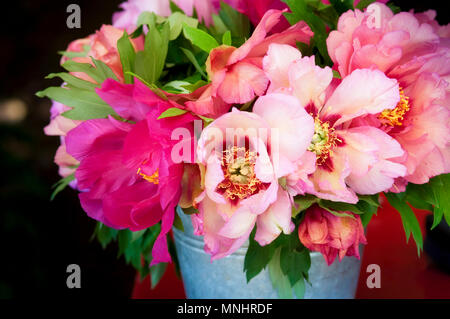 Home Decoration, frische Pfingstrosen Stockfoto