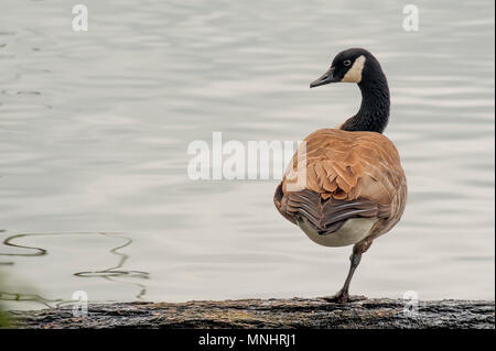 Kanada Gans auf ein Bein in diesem minimalistisch. Stockfoto