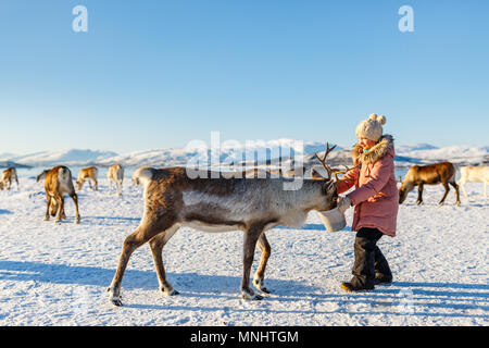 Kleines Mädchen Fütterung Rentiere auf sonnigen Wintertag im nördlichen Norwegen Stockfoto