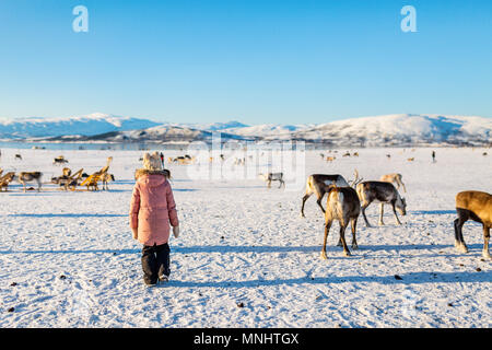 Kleines Mädchen durch die Rentiere auf sonnigen Wintertag im nördlichen Norwegen umgeben Stockfoto