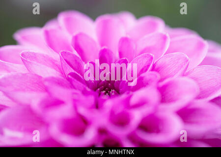 Unscharfer Hintergrund rosa Blume Dahlie im Sommer Garten. Pompon dahlien Blumen Muster, Pastellfarben Stockfoto