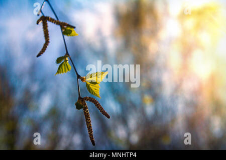 Erste grüne Birkenblätter mit Samen auf einer Feder sonnigen Tag gegen den blauen Himmel Stockfoto