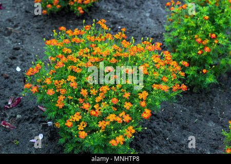 Kleine Blumen gelb Tagetes tenuifolia (signet Ringelblume oder golden Ringelblume) im Sommer Garten, Ansicht von oben Stockfoto