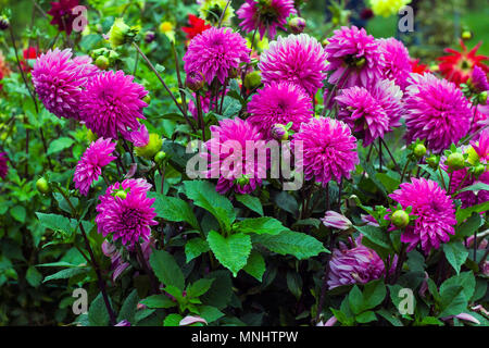 Rosa Blüten Dahlie im Sommer Garten. Pompon dahlien Blumen Stockfoto