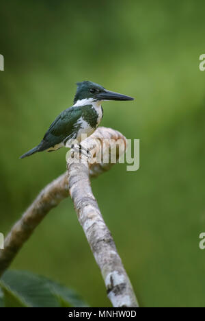 Amazon Kingfisher - Chloroceryle amazona, schöne grüne und weiße Kingfisher aus Neue Welt frisches Wasser, Costa Rica. Stockfoto