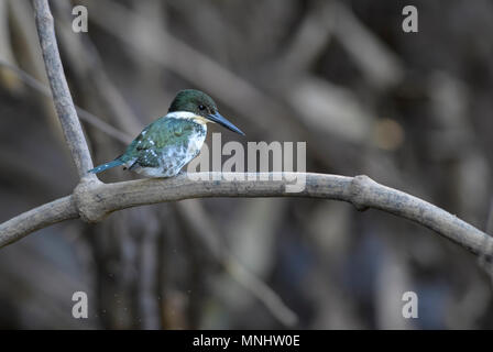 Amazon Kingfisher - Chloroceryle amazona, schöne grüne und weiße Kingfisher aus Neue Welt frisches Wasser, Costa Rica. Stockfoto