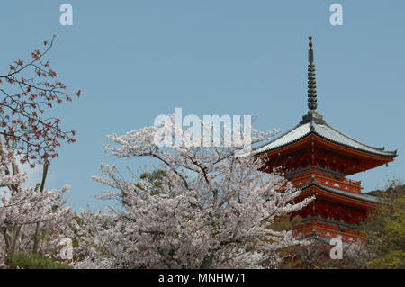 Das 5-stöckige Pagode und Kirschblüte am Kiyomizu-dera Tempel, Kyoto, Japan Stockfoto