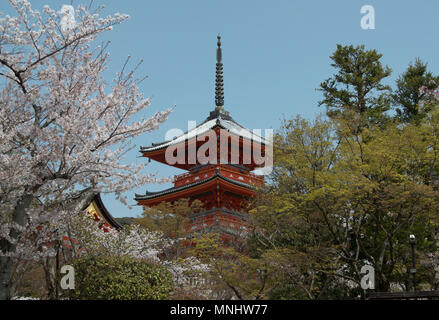 Das 5-stöckige Pagode und Kirschblüte am Kiyomizu-dera, Kyoto, Japan Stockfoto