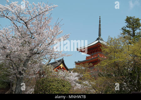 Das 5-stöckige Pagode und Kirschblüte am Kiyomizu-dera Tempel, Kyoto, Japan Stockfoto