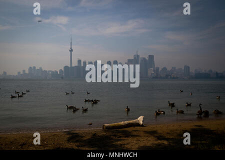 Kanadagänse vor ein Blick auf den CN Tower von den Inseln in Toronto, Kanada. Stockfoto