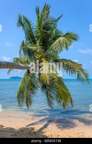 Palme auf der wunderschönen tropischen Strand auf Koh Kood Insel in Thailand. Stockfoto