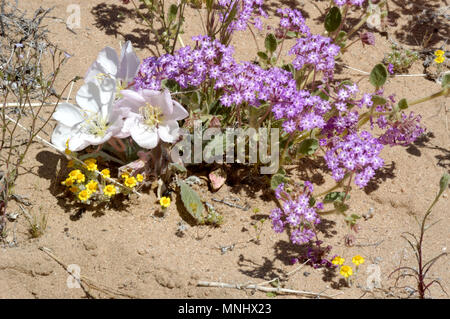 Sand Verbena, Abronia villosa, Nachtkerze, Oenothera californica, Wallace Woollys Daisy, Eriophyllum wallacei, Joshua Tree 040410 0672 Stockfoto