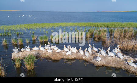 dalmatinische Pelikane (Pelecanus Crispus) im Donaudelta Rumäniens. Luftbild mit Drohne. Stockfoto