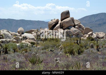 Joshua Bäume, Yucca Buergeri, Yucca Palme, Yucca, Yucca shidigera Mojave, Teddybär Cholla, Opuntia bigelovii, Chia, Salvia columbariae, 040410 0689 Stockfoto