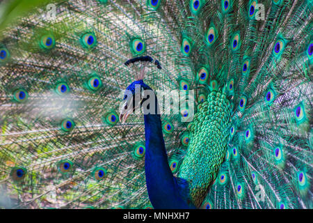 Porträt der schönen Pfau mit Federn Stockfoto