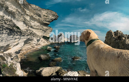 Ein Hund vor dem Meer an den schönen weißen Küste von Bonifacio auf Korsika. Meer Natur Panorama Tier Stockfoto