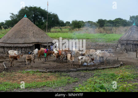 Äthiopien, Gambela, Region Itang, Dorf der ethnischen Gruppe Nuer, Kühe/AETHIOPIEN, Gambela, Region Itang, Ethnie NUER, Dorf, Rinder Stockfoto