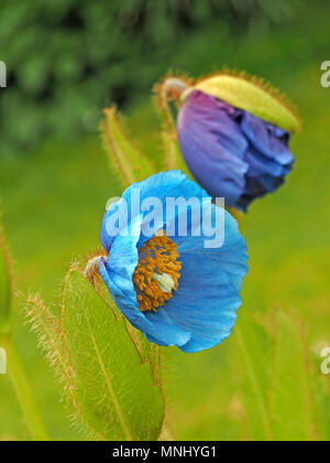 Zwei Blumen von Himalayan Blue Poppy (Mecanopsis grandis) ein vollständig öffnen und ein Bersten Knospe wächst im hellen Sonnenschein in Cumbria, England, Großbritannien Stockfoto