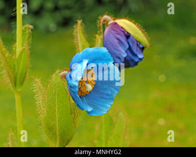 Zwei Blumen von Himalayan Blue Poppy (Mecanopsis grandis) ein vollständig öffnen und ein Bersten Knospe wächst im hellen Sonnenschein in Cumbria, England, Großbritannien Stockfoto