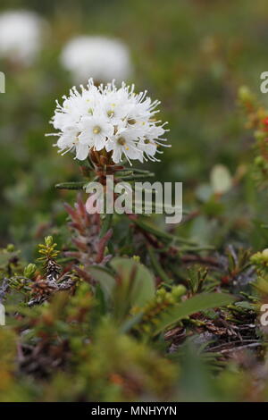 Seitenansicht der Bog Labrador Kaffee Blume, Rhododendron groenlandicum, fand nördlich von Arviat, Nunavut Stockfoto