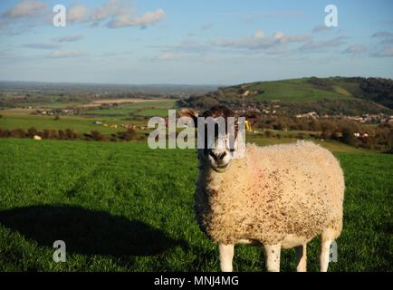 Schafe auf der South Downs mit sanften Hügeln im Hintergrund Stockfoto