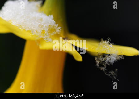 Nahaufnahme von Schneeflocke Kristalle auf einem gelben Narzisse Stockfoto