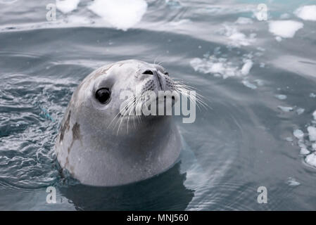 Dichtung schwimmen und Suchen in der Antarktischen Halbinsel, Antarktis cute Stockfoto