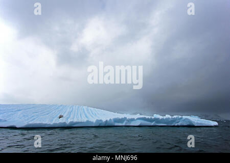 Ein krabbenesser floting auf einem icefloe in der Antarktis, Antarktische Halbinsel Stockfoto