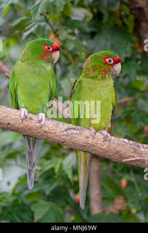 Red-fronted Macaw (Ara rubrogenys) Stockfoto