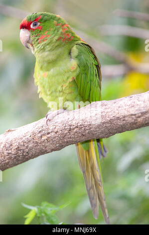 Red-fronted Macaw (Ara rubrogenys) Stockfoto