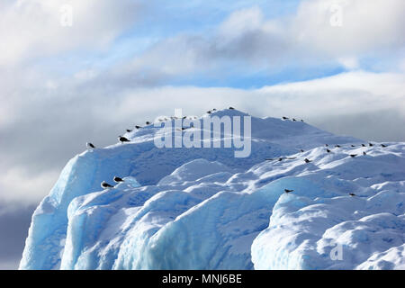 Kelp Möwen und Küstenseeschwalben fliegen und sitzen auf eisbergs, Antarktische Halbinsel Stockfoto