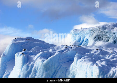 Kelp Möwen und Küstenseeschwalben fliegen und sitzen auf eisbergs, Antarktische Halbinsel Stockfoto