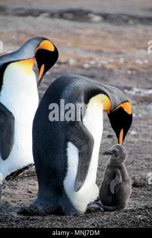 Königspinguine mit Küken, Aptenodytes patagonicus, Saunders, Falkland Inseln Stockfoto