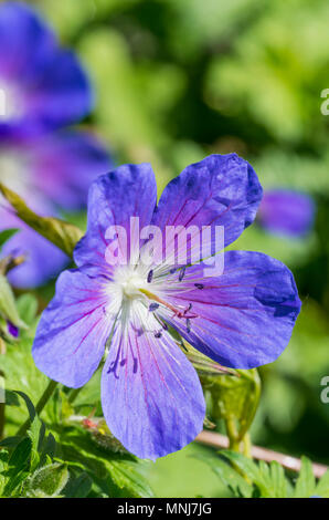 Purpur Geranien, wahrscheinlich Wiese Cranesbill (Geranium pratense, Wiese, Gemeinsame cranesbill cranesbill) blühen im späten Frühjahr in West Sussex, UK. Stockfoto