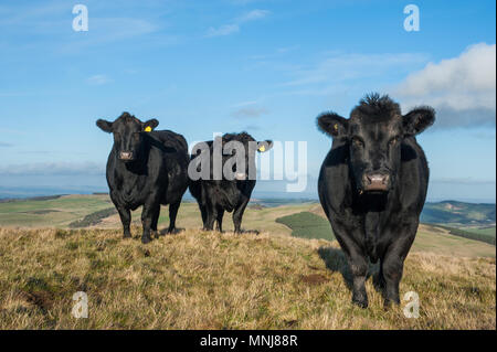 Aberdeen Angus Kühe auf der schottischen Grenze mit England in der Nähe von St. Cuthbert Weg lange Strecke Fußweg. Stockfoto