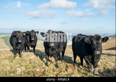 Aberdeen Angus Kühe auf der schottischen Grenze mit England in der Nähe von St. Cuthbert Weg lange Strecke Fußweg. Stockfoto