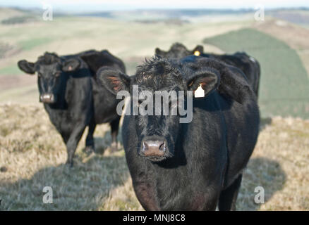 Aberdeen Angus Kühe auf der schottischen Grenze mit England in der Nähe von St. Cuthbert Weg lange Strecke Fußweg. Stockfoto