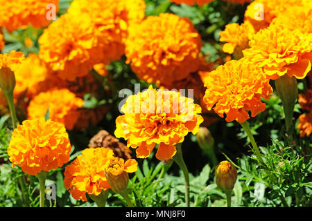 Schöne orange Ringelblume Blumen, Orange Tagetes, Insel Mainau Stockfoto