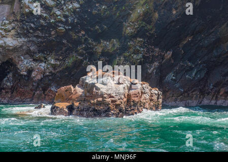 Schließen Sie in Schuß von Seelöwen auf den Felsen, von Wasser umgeben. Stockfoto