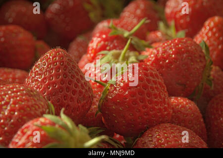 Erdbeeren, frisch, Rot, parfümiert und saftig, nur gesammelt Bündel von Früchten, im Morgenlicht fotografiert. Stockfoto