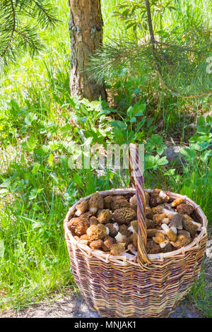 Gesammelte Pilze Morcheln liegen in einem Weidenkorb Stockfoto