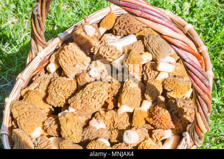 Gesammelte Pilze Morcheln liegen in einem Weidenkorb Stockfoto