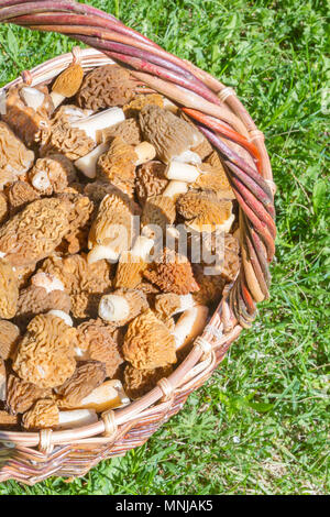 Gesammelte Pilze Morcheln liegen in einem Weidenkorb Stockfoto
