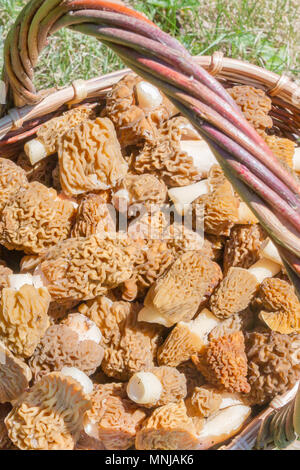 Gesammelte Pilze Morcheln liegen in einem Weidenkorb Stockfoto