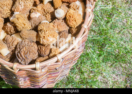 Gesammelte Pilze Morcheln liegen in einem Weidenkorb Stockfoto