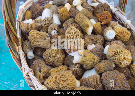 Gesammelte Pilze Morcheln liegen in einem Weidenkorb Stockfoto
