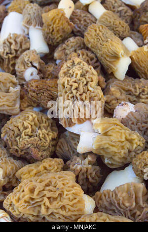 Gesammelte Pilze Morcheln liegen in einem Weidenkorb Stockfoto